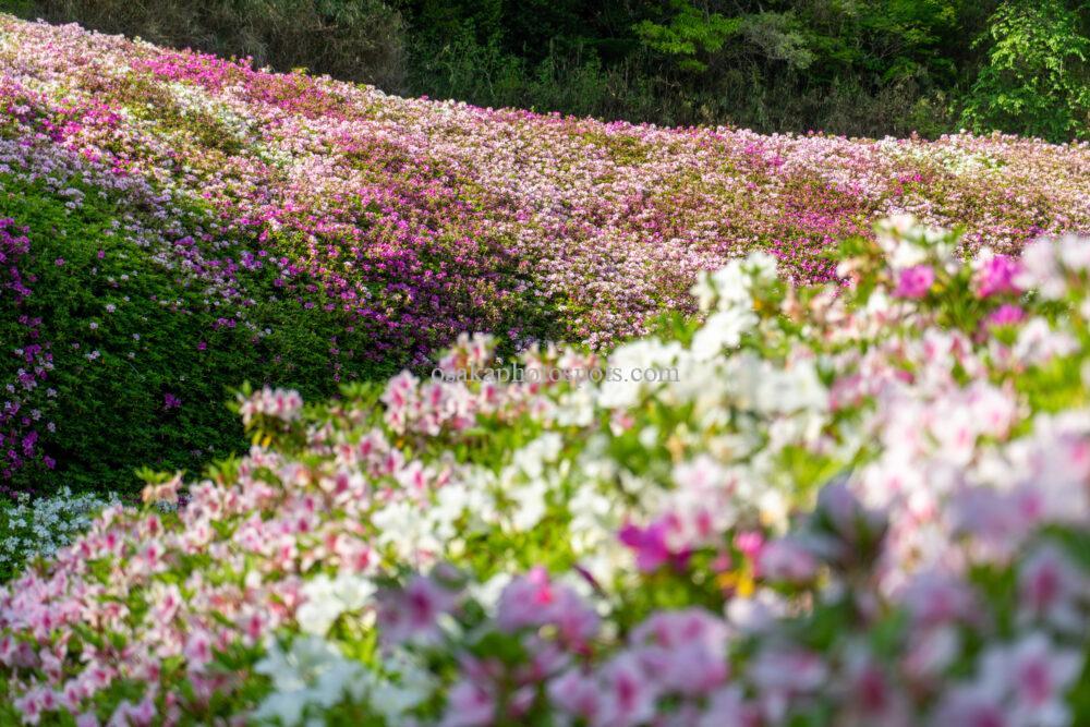 なるかわの森（なるかわ園地）のつつじ園