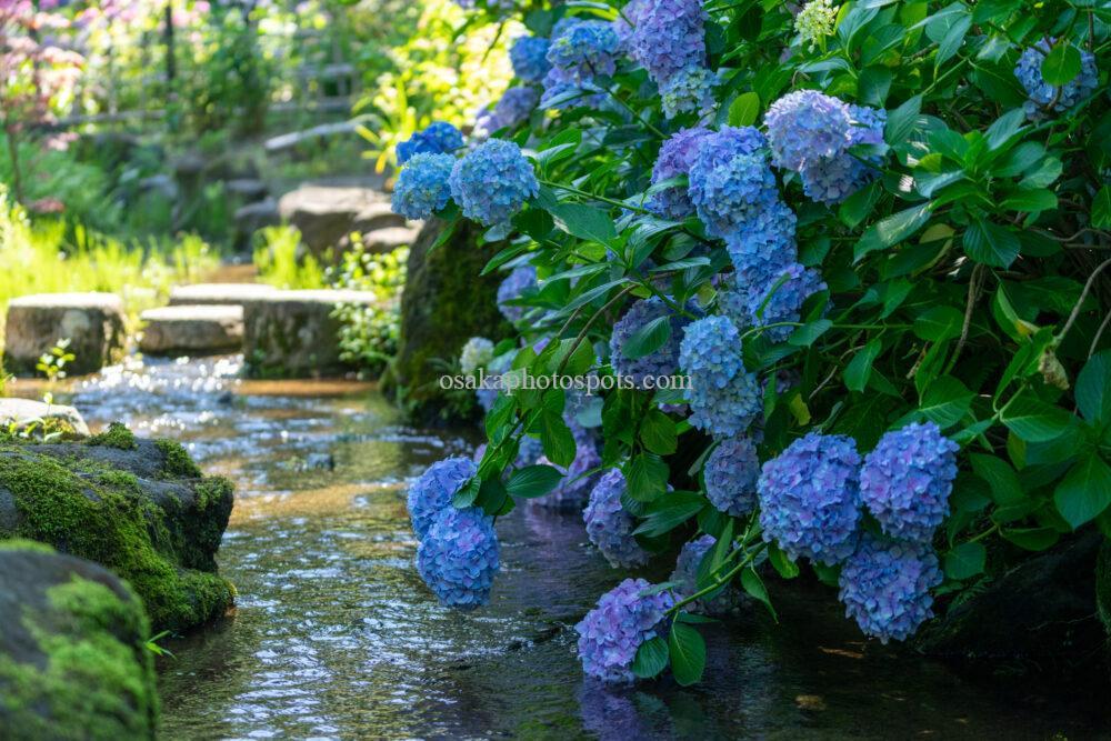 万博記念公園のあじさいの森