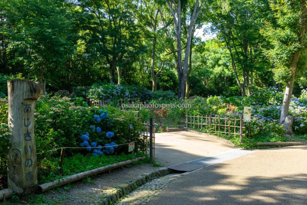 万博記念公園のあじさいの森