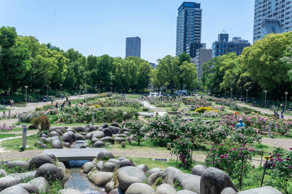 靭公園バラ園
