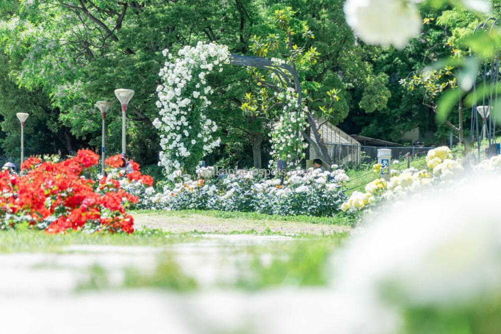 靭公園バラ園