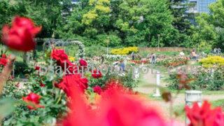 靭公園|大阪市