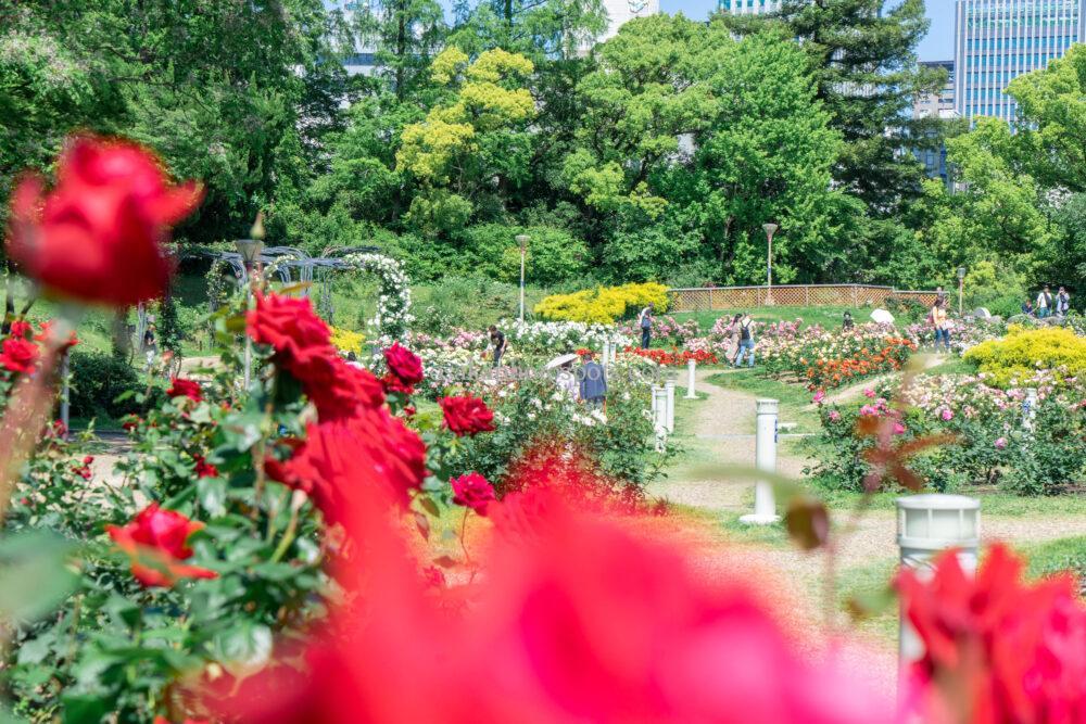 靭公園バラ園