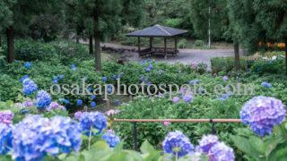 蜻蛉池公園あじさい園|岸和田市