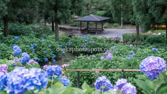 蜻蛉池公園あじさい園