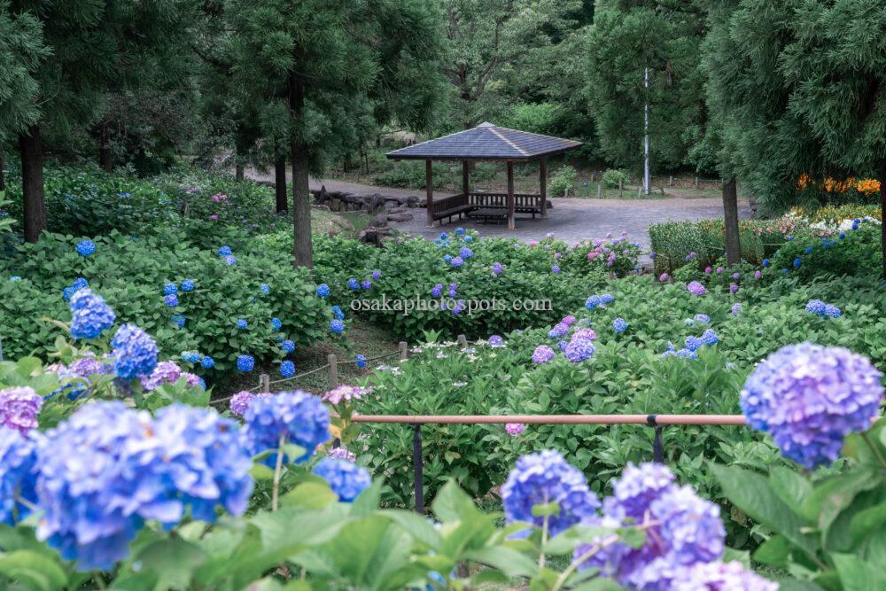 蜻蛉池公園あじさい園