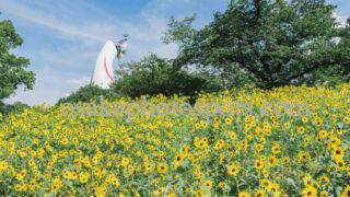 万博記念公園のひまわりフェスタ｜吹田市