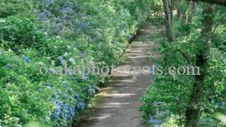 ぬかた園地(なるかわの森)あじさい園|東大阪市