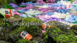 勝尾寺の紫陽花(あじさい)|箕面市