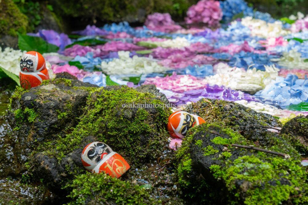 勝尾寺の紫陽花(あじさい)