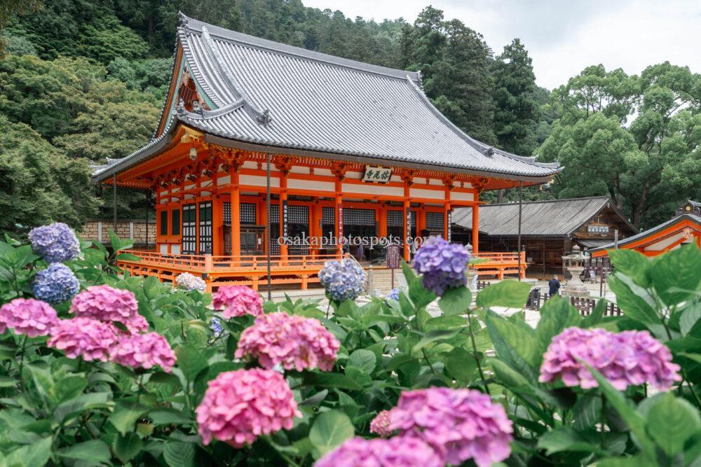 勝尾寺の本堂と紫陽花(あじさい)