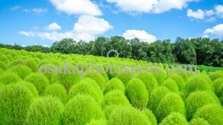 万博記念公園のコキア|吹田市