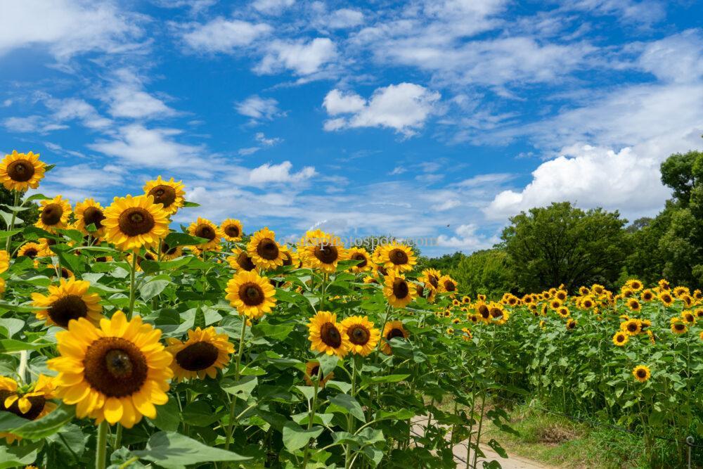 長居植物園のひまわりウィーク