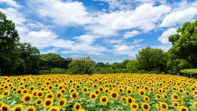 長居植物園のひまわりウィーク