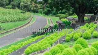 花博記念公園鶴見緑地のコキア|大阪市