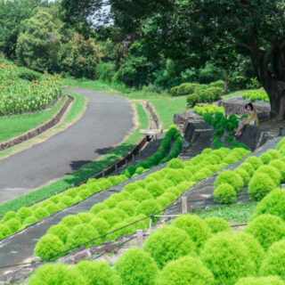 DSC00390-320x320.jpg?v=1724980791