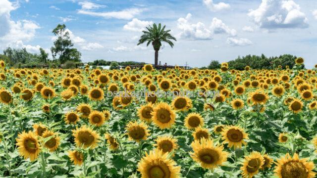 和泉リサイクル環境公園のひまわり