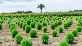 和泉リサイクル環境公園のコキア｜和泉市