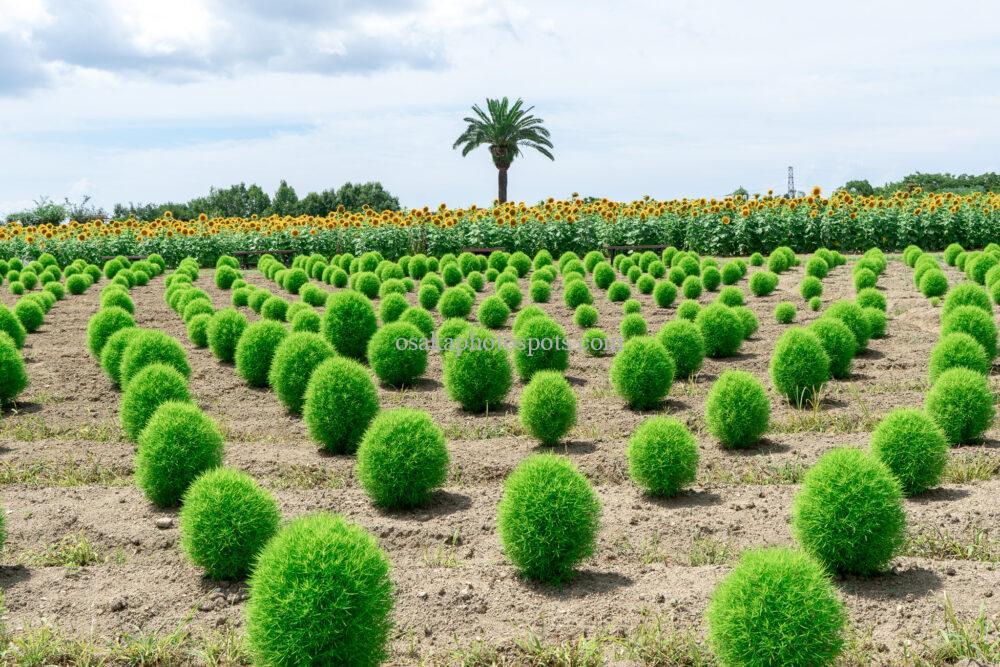 和泉リサイクル環境公園のコキア