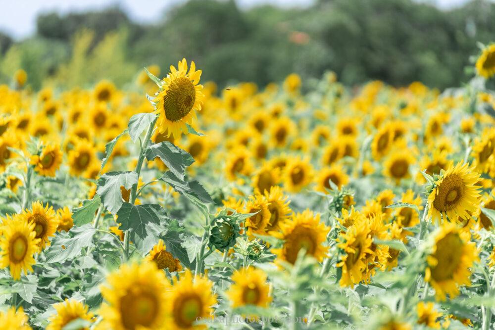 和泉リサイクル環境公園のひまわり畑