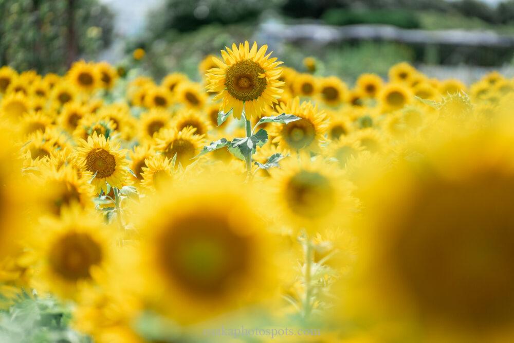 和泉リサイクル環境公園のひまわり畑