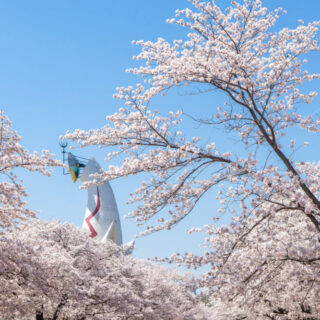 万博記念公園の太陽の塔と桜