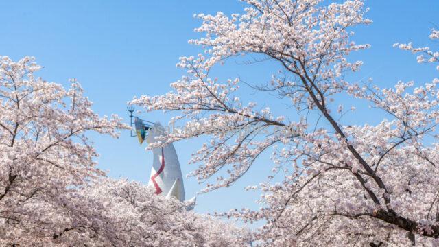 万博記念公園の太陽の塔と桜