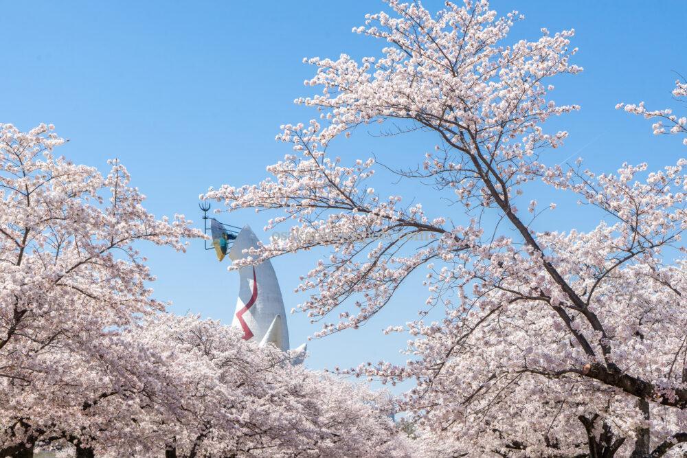 万博記念公園の太陽の塔と桜