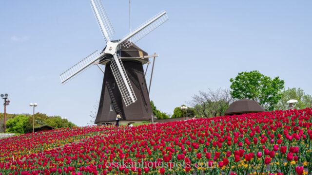 花博記念公園鶴見緑地の風車とチューリップ