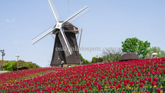 花博記念公園鶴見緑地の風車とチューリップ