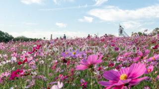 万博記念公園のコスモス｜吹田市