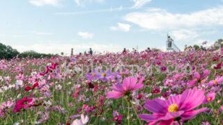 万博記念公園のコスモス|吹田市