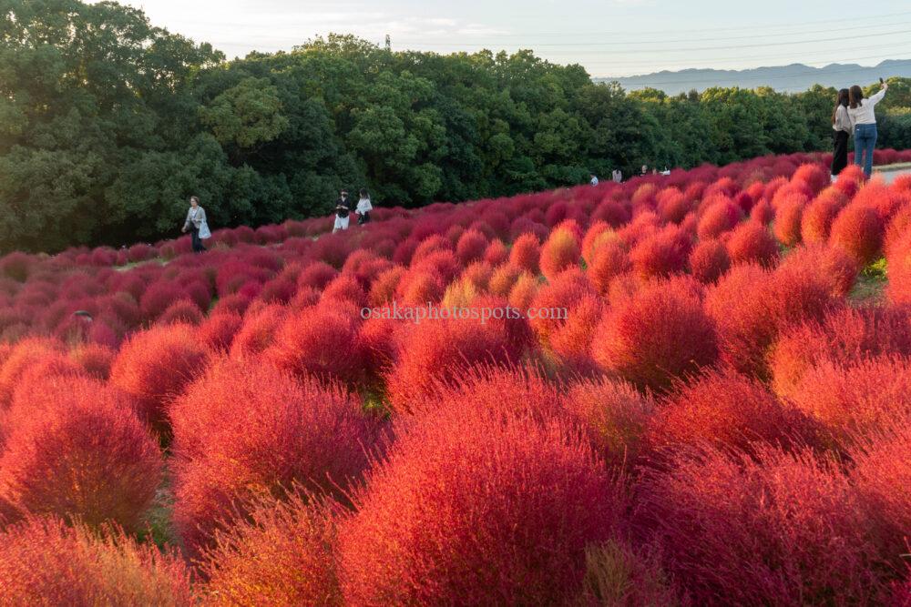 万博記念公園のコキア