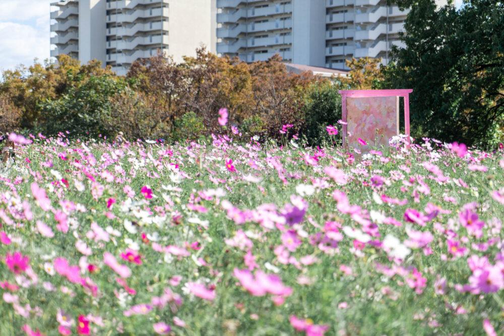 長居植物園のコスモス