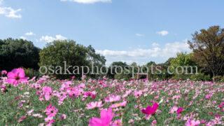 長居植物園のコスモスフェア|大阪市