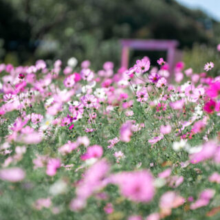 DSC01234-2-320x320.jpg?v=