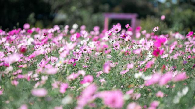 長居植物園のコスモス