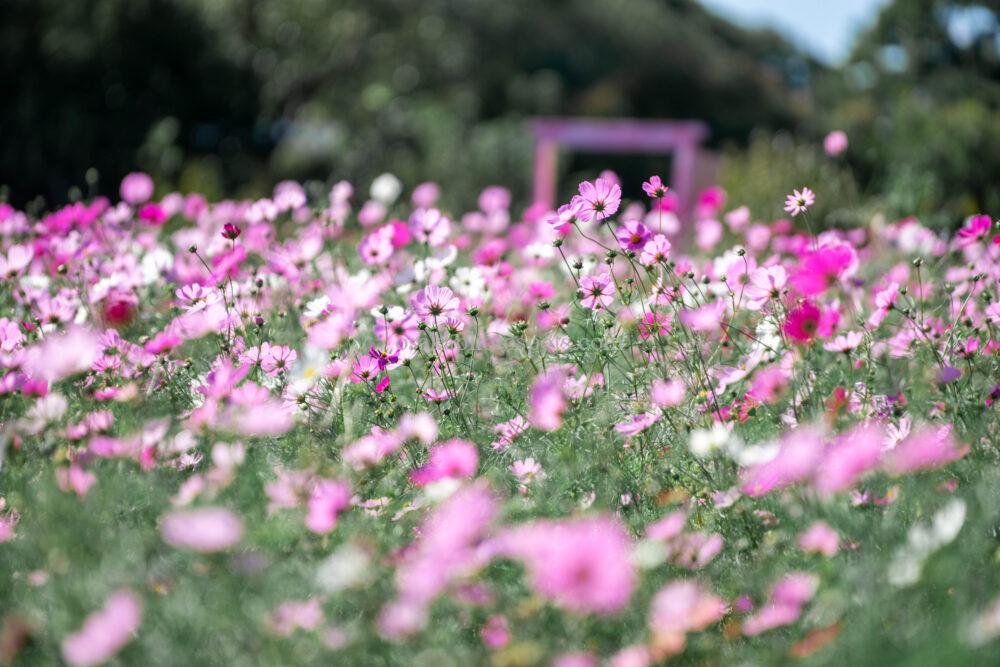 長居植物園のコスモス