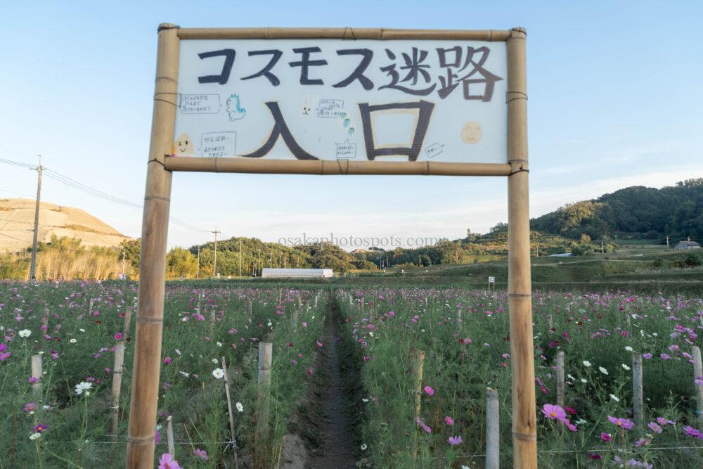 コスモスの里 穂谷