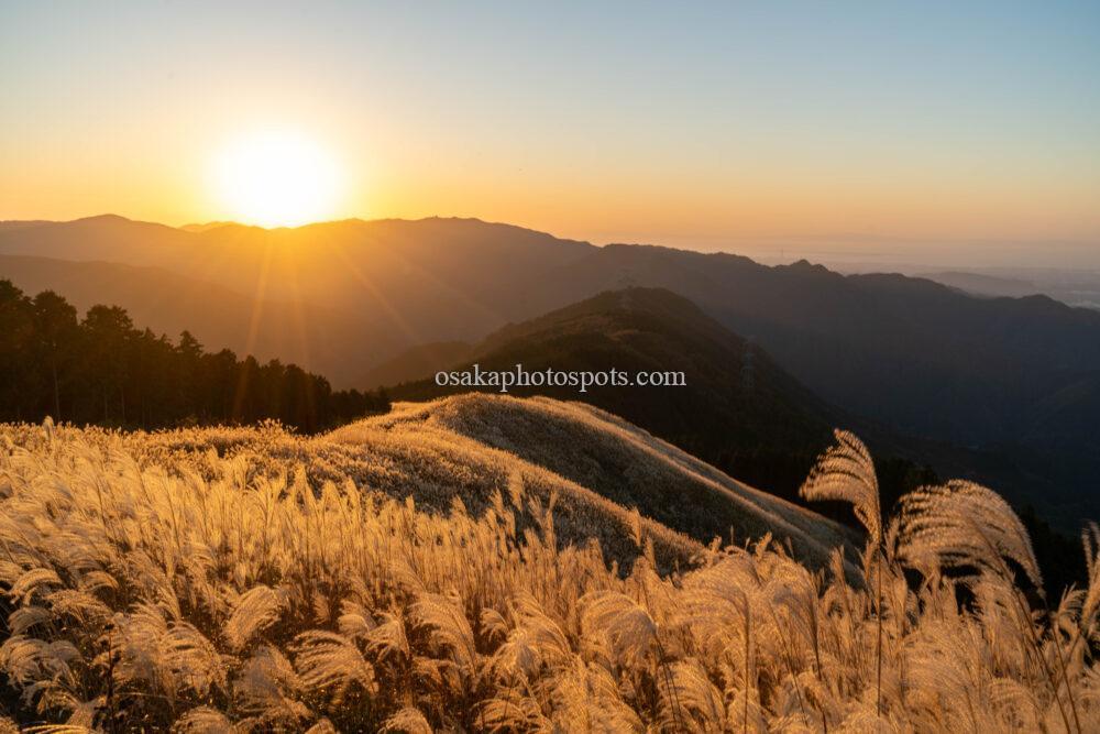 岩湧山のススキと夕焼け