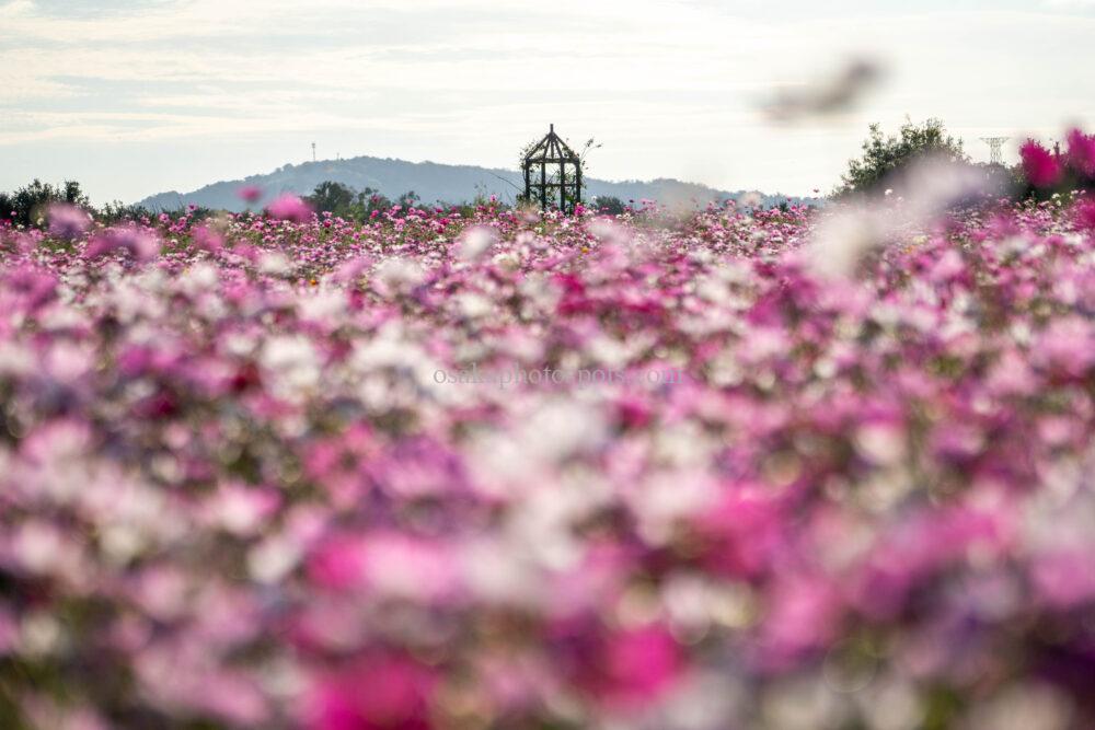 和泉リサイクル環境公園のコスモス