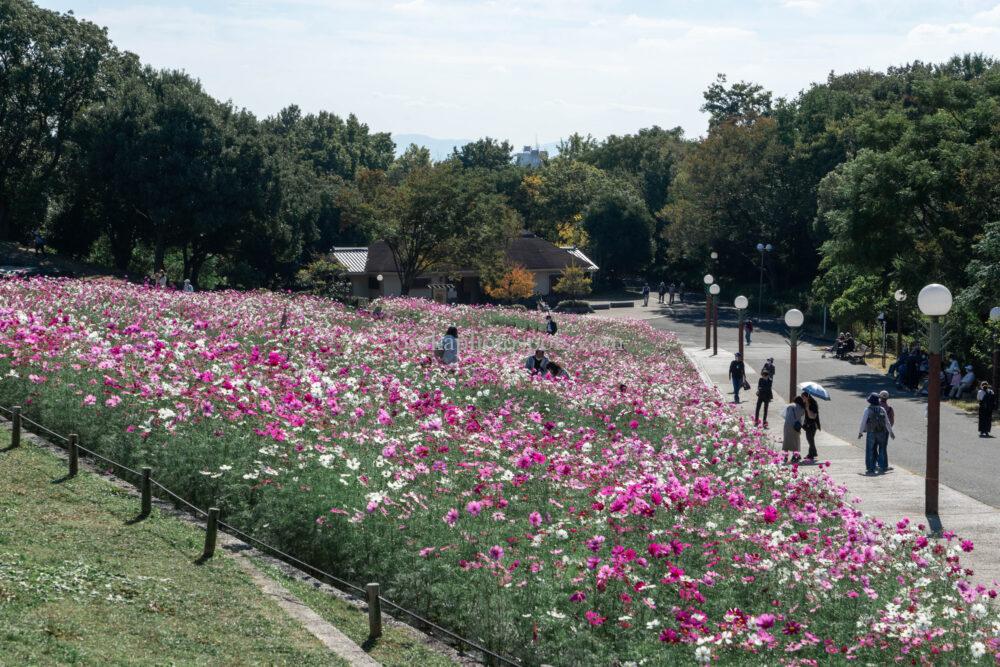 花博記念公園鶴見緑地のコスモス