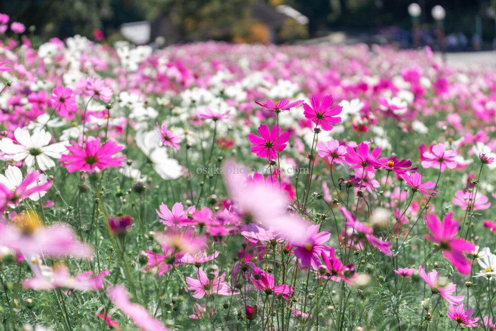 花博記念公園鶴見緑地のコスモス