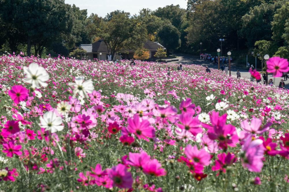 花博記念公園鶴見緑地のコスモス