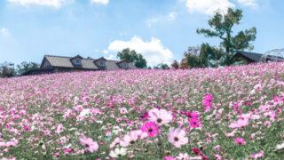 堺・緑のミュージアム ハーベストの丘のコスモス|堺市