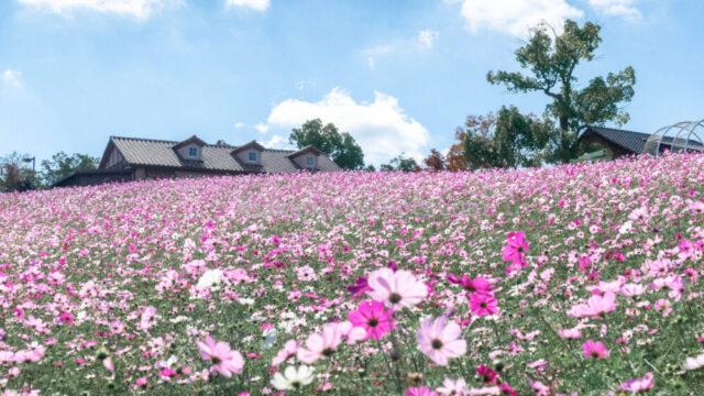 堺・緑のミュージアム ハーベストの丘のコスモス