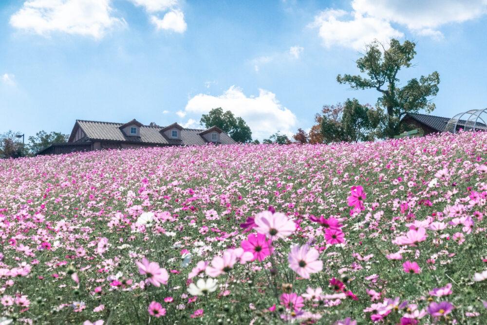 堺・緑のミュージアム ハーベストの丘のコスモス