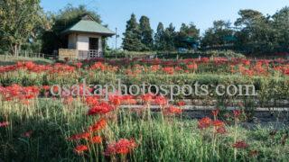 浜寺公園の彼岸花｜堺市