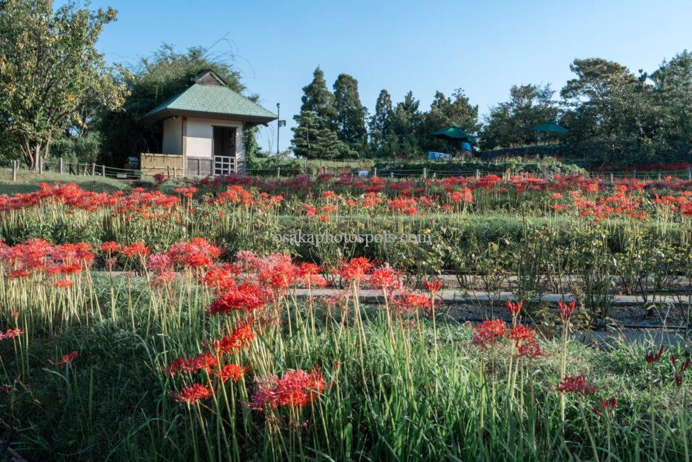 浜寺公園の彼岸花