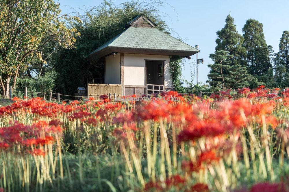 浜寺公園の彼岸花